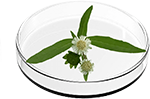 Eclipta Prostrate Extract