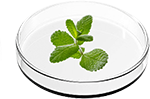 Peppermint Oil