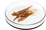 Panax Ginseng Root Extract